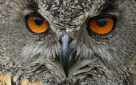 Eurasian eagle-owl (Bubo bubo)